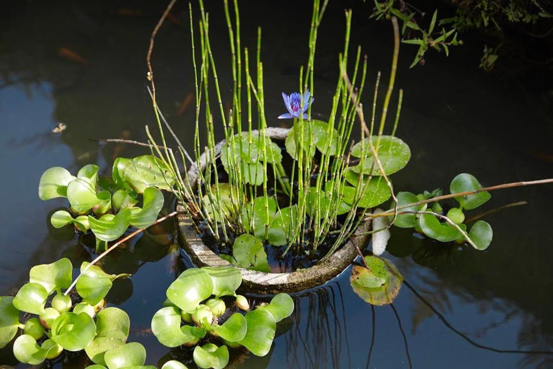 Puri Raya Villa Ubud Dış mekan fotoğraf